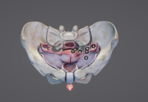 Female reproductive system