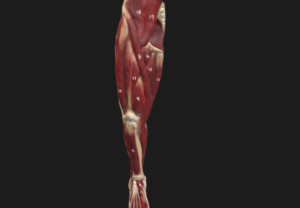 Labeled Modern Human Lower Limb Reconstr